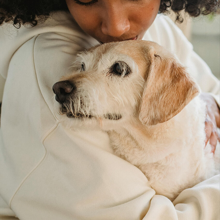 A qualitative exploration of canine episodic movement disorders