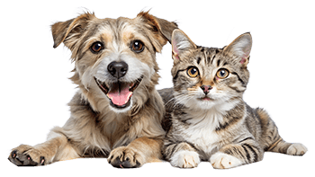 Advancing veterinary science through impactful projects
