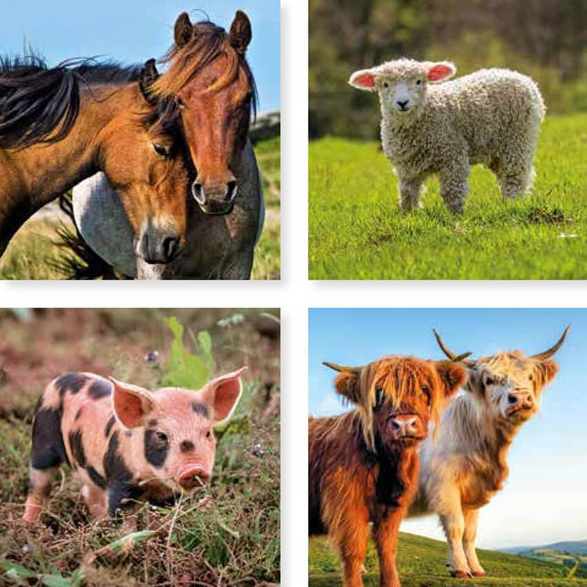 Farm animals wallet