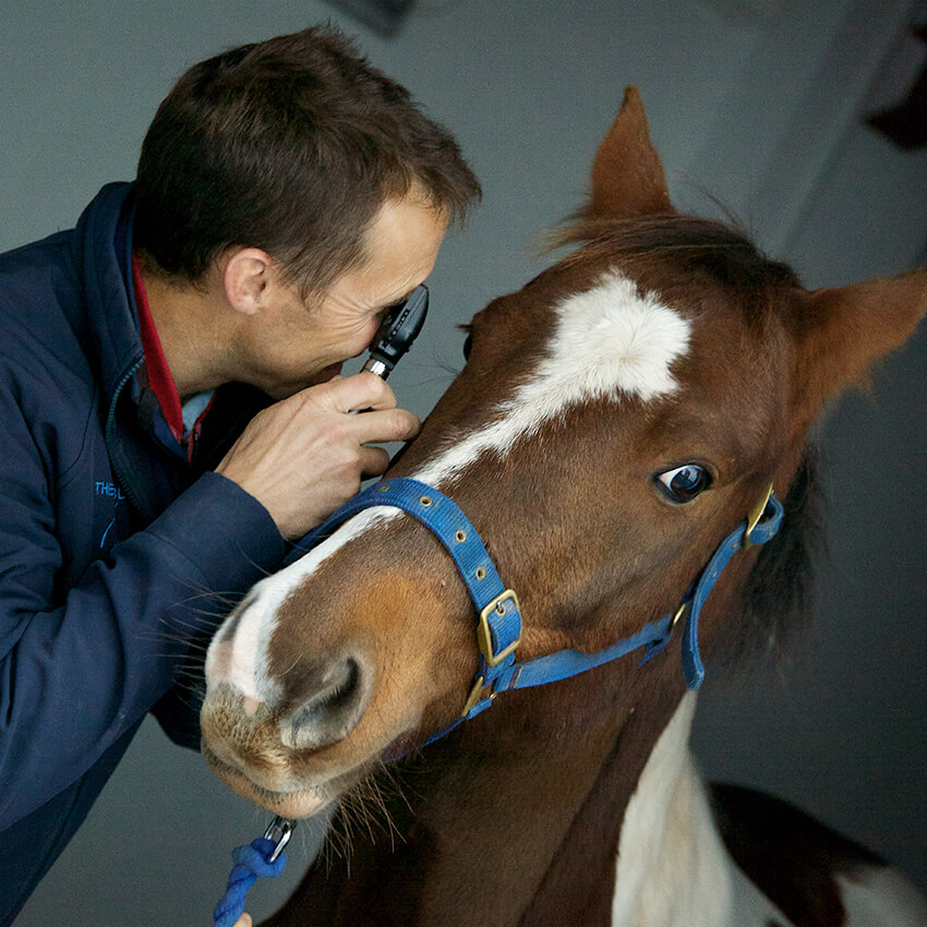 Vet looking into horses eye