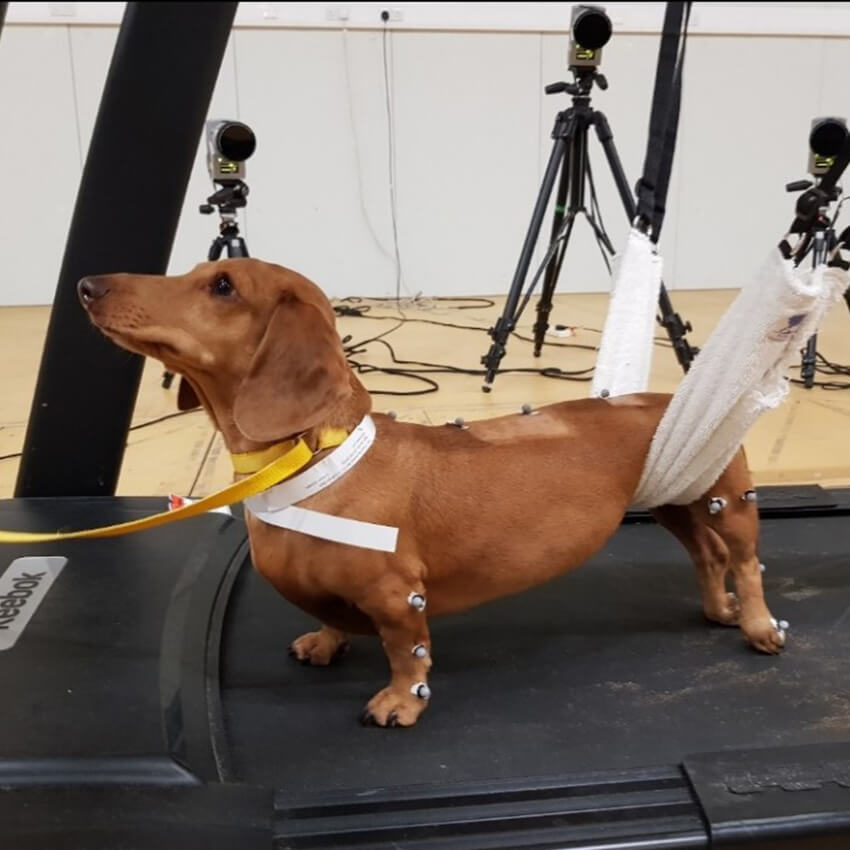 Investigating hidden infectious triggers in canine joint disease