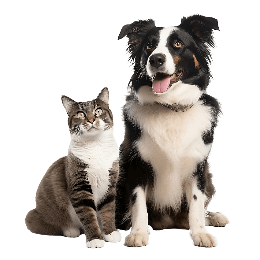 Together, we can make a real difference to the lives of animals.