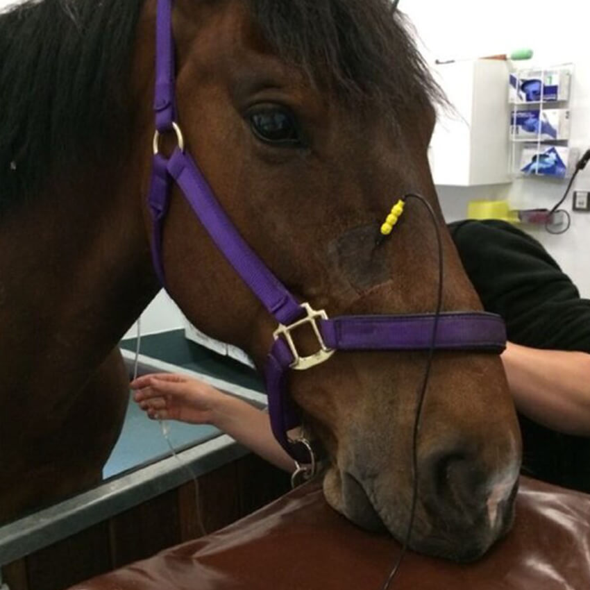 Headshaking in horses