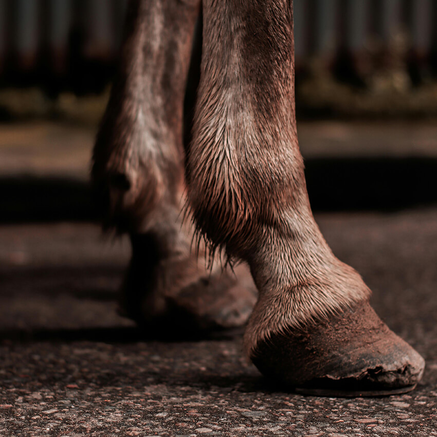 Liminitis horses hoof