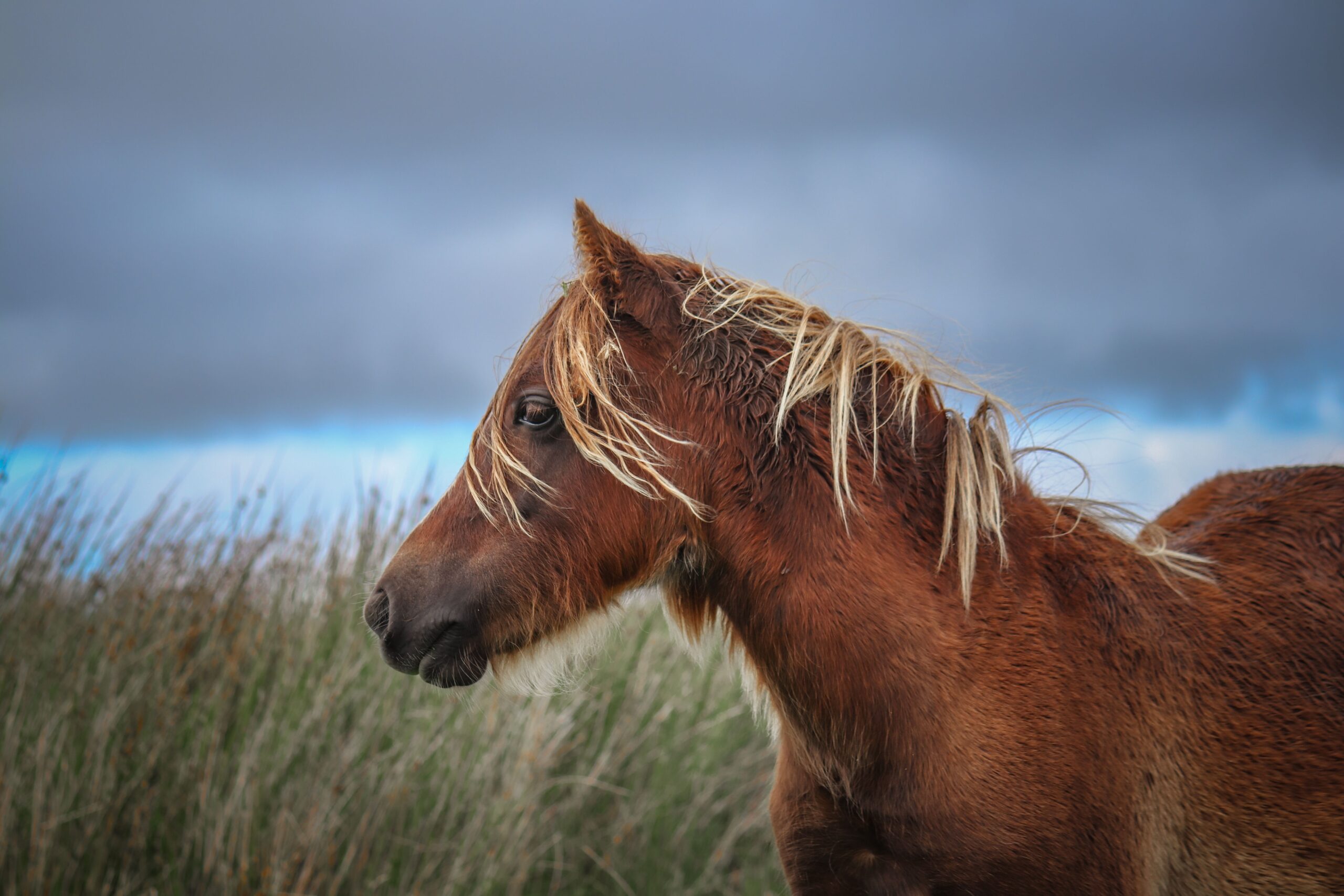 New research offers fresh hope for horses living with headshaking